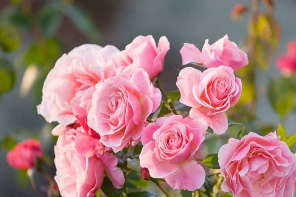 12 con giáp từ Rằm đến hết tháng 9 âm lịch: Thìn dễ làm ăn to, 2 tuổi này đề phòng tiểu nhân quấy phá-4