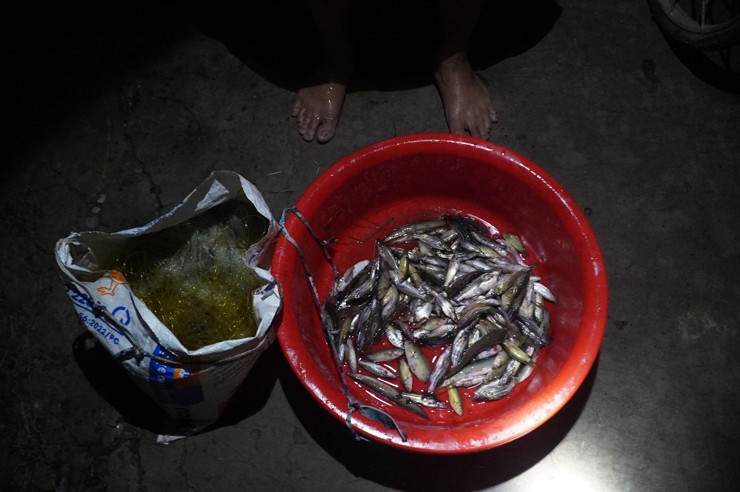 Dân đua nhau mua loại cá chỉ bé bằng đầu đũa, tiểu thương ngày bán vài tạ-1