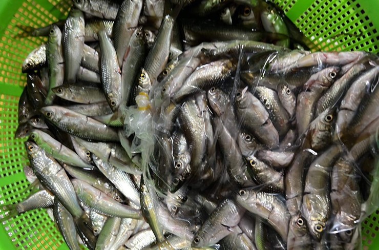 Dân đua nhau mua loại cá chỉ bé bằng đầu đũa, tiểu thương ngày bán vài tạ-2