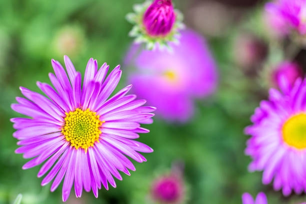 Tử vi tuần mới 30/10 - 5/11/2023: Tuổi Sửu đừng quá kiêu ngạo, tuổi Tỵ làm gì cũng thuận-3