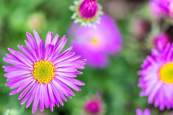 Tử vi tuần mới 30/10 - 5/11/2023: Tuổi Sửu đừng quá kiêu ngạo, tuổi Tỵ làm gì cũng thuận