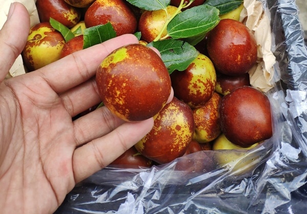 1 loại quả đại bổ trong Đông y vừa chống ung thư, hạ đường huyết, vừa là thần dược cho người hay mất ngủ-2