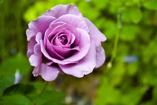 Tử vi ngày 31/10/2023: Tuổi Mão tài lộc dồi dào, tuổi Dậu biến động bất lợi