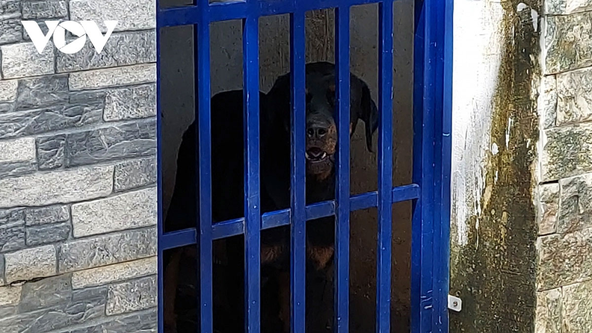 Bé gái 3 tuổi bị 2 con chó becgie nhà hàng xóm tấn công-1