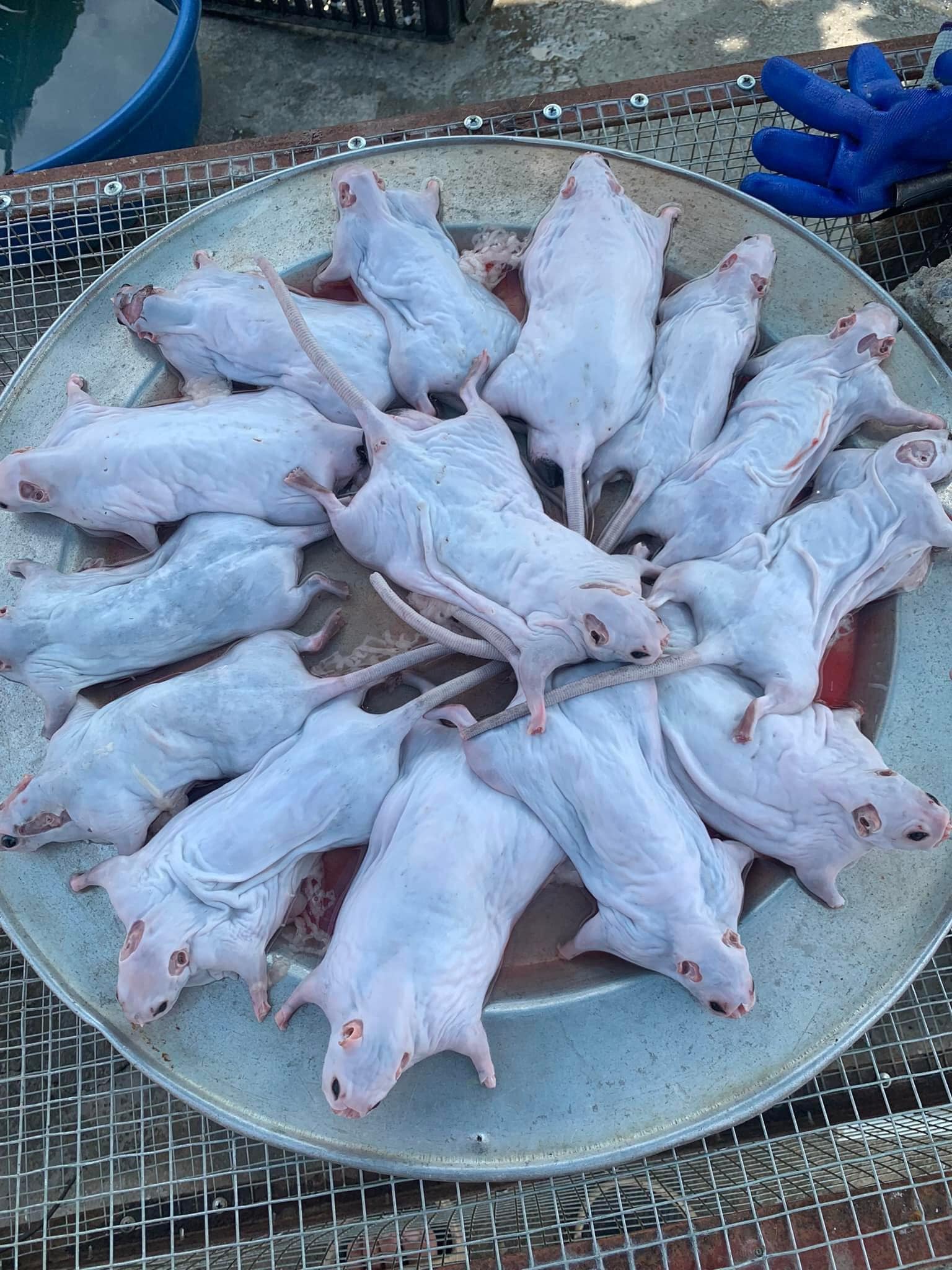 Bán loài hôi hám, dân buôn ngày bán cả chục cân, ai đặt muộn sẽ phải chờ-3