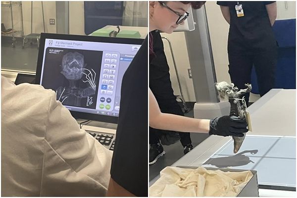 Xác ướp nàng tiên cá lộ ngoại hình đáng sợ sau hơn trăm năm lưu giữ, là sự lai tạo của ít nhất 3 loài-2