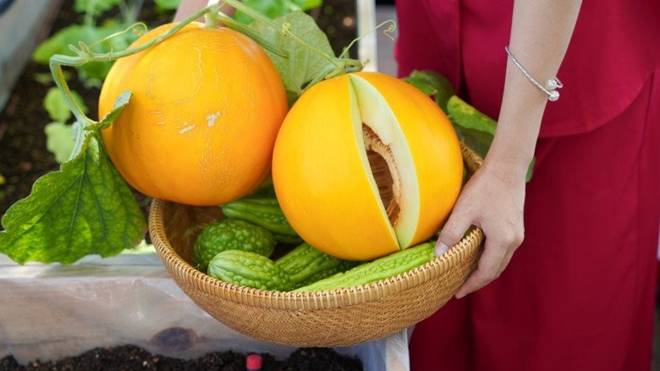Mẹ đảm Đà Nẵng trồng dưa lê hoàng kim trên sân thượng, quả căng tròn, ngọt lịm chỉ sau 70 ngày-1