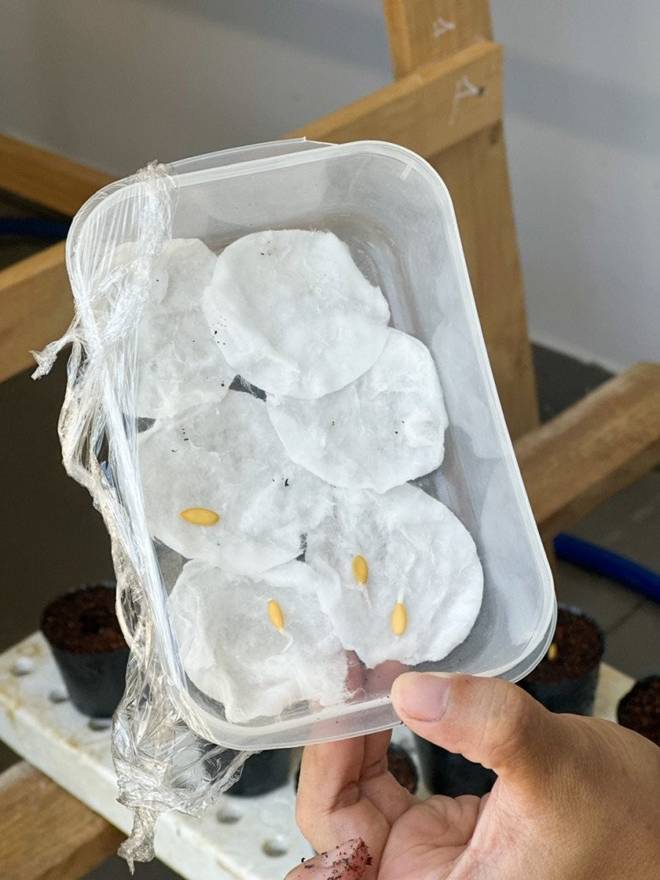 Mẹ đảm Đà Nẵng trồng dưa lê hoàng kim trên sân thượng, quả căng tròn, ngọt lịm chỉ sau 70 ngày-3