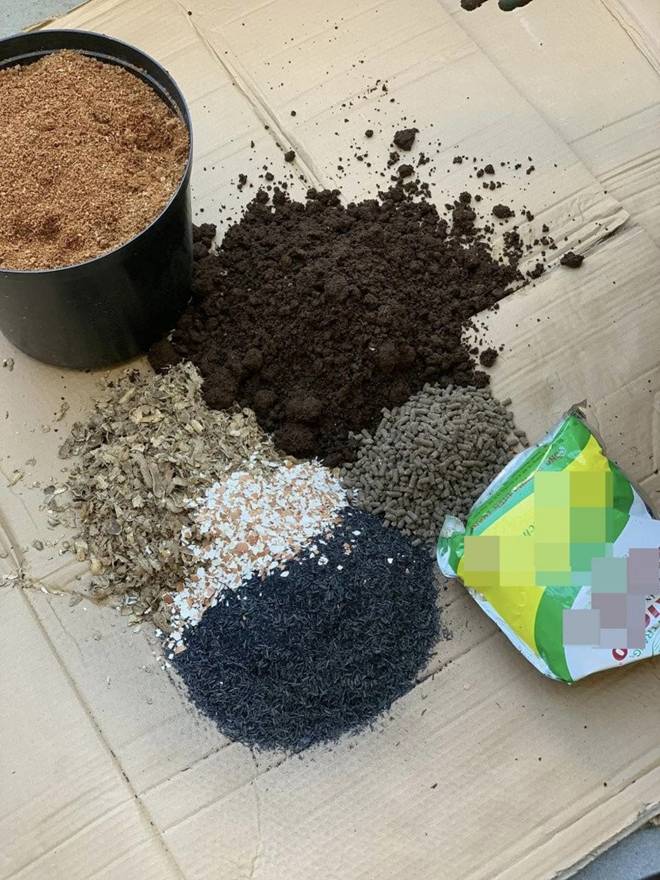 Mẹ đảm Đà Nẵng trồng dưa lê hoàng kim trên sân thượng, quả căng tròn, ngọt lịm chỉ sau 70 ngày-5