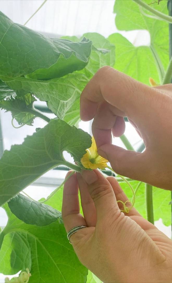 Mẹ đảm Đà Nẵng trồng dưa lê hoàng kim trên sân thượng, quả căng tròn, ngọt lịm chỉ sau 70 ngày-6