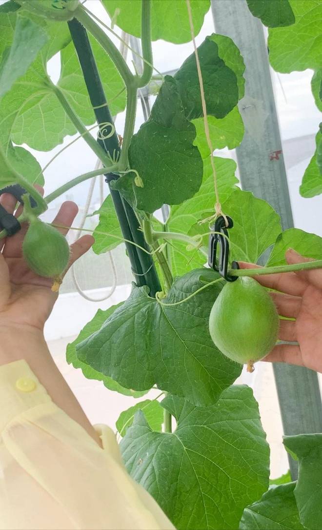 Mẹ đảm Đà Nẵng trồng dưa lê hoàng kim trên sân thượng, quả căng tròn, ngọt lịm chỉ sau 70 ngày-7