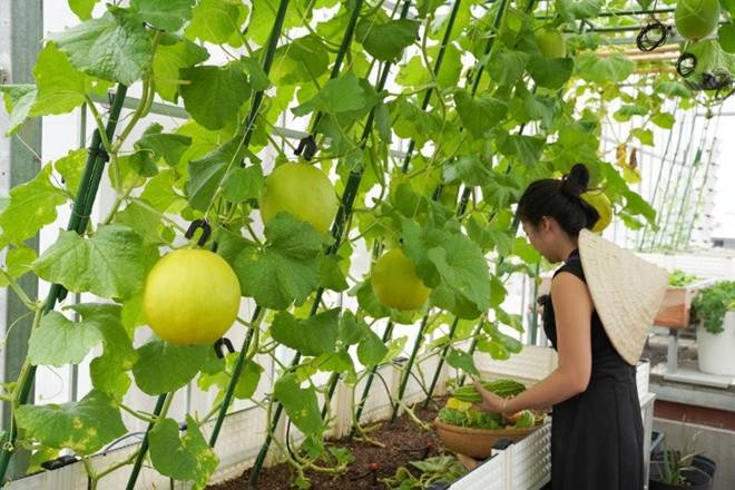 Mẹ đảm Đà Nẵng trồng dưa lê hoàng kim trên sân thượng, quả căng tròn, ngọt lịm chỉ sau 70 ngày-8