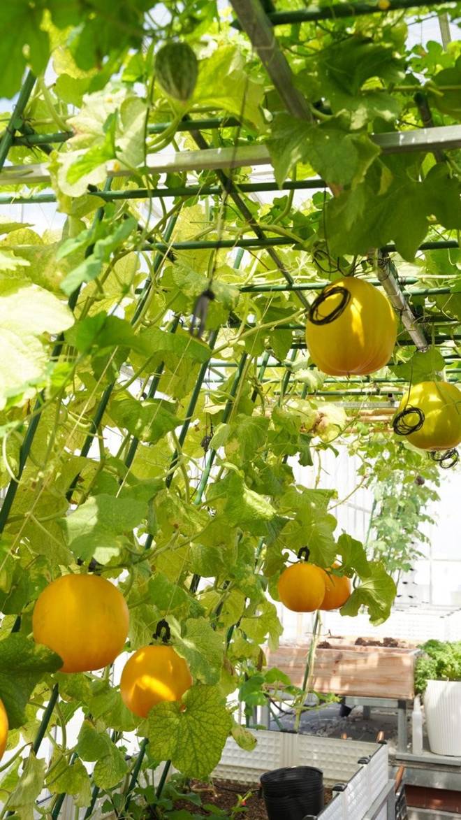 Mẹ đảm Đà Nẵng trồng dưa lê hoàng kim trên sân thượng, quả căng tròn, ngọt lịm chỉ sau 70 ngày-9