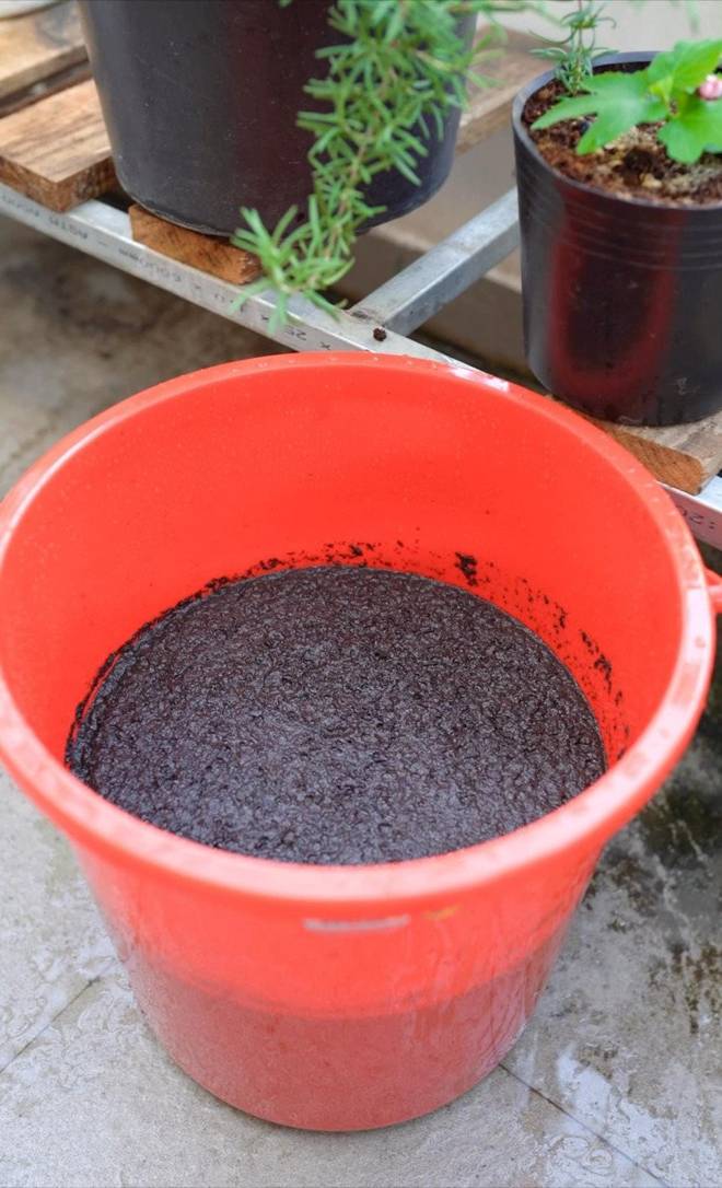 Mẹ đảm Đà Nẵng trồng dưa lê hoàng kim trên sân thượng, quả căng tròn, ngọt lịm chỉ sau 70 ngày-10