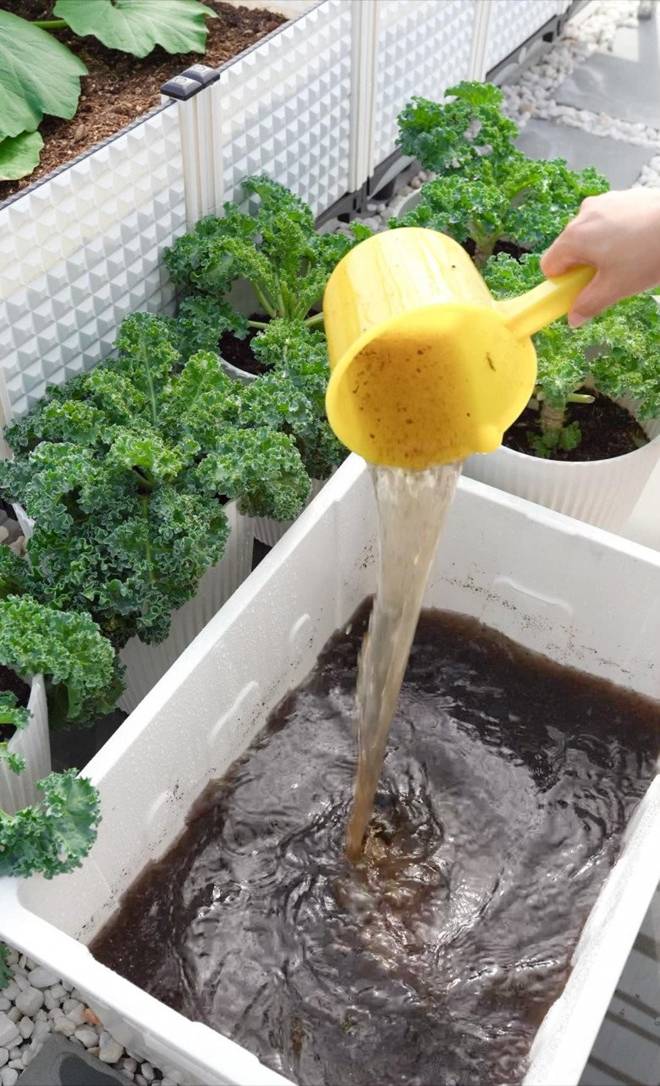 Mẹ đảm Đà Nẵng trồng dưa lê hoàng kim trên sân thượng, quả căng tròn, ngọt lịm chỉ sau 70 ngày-11