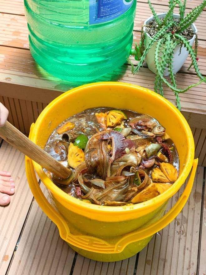 Mẹ đảm Đà Nẵng trồng dưa lê hoàng kim trên sân thượng, quả căng tròn, ngọt lịm chỉ sau 70 ngày-14