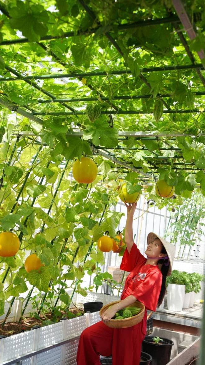 Mẹ đảm Đà Nẵng trồng dưa lê hoàng kim trên sân thượng, quả căng tròn, ngọt lịm chỉ sau 70 ngày-17