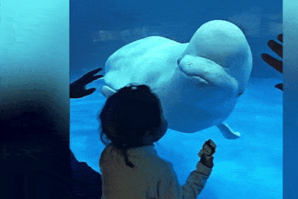 Cá voi trắng trêu đùa khiến bé gái khóc thét