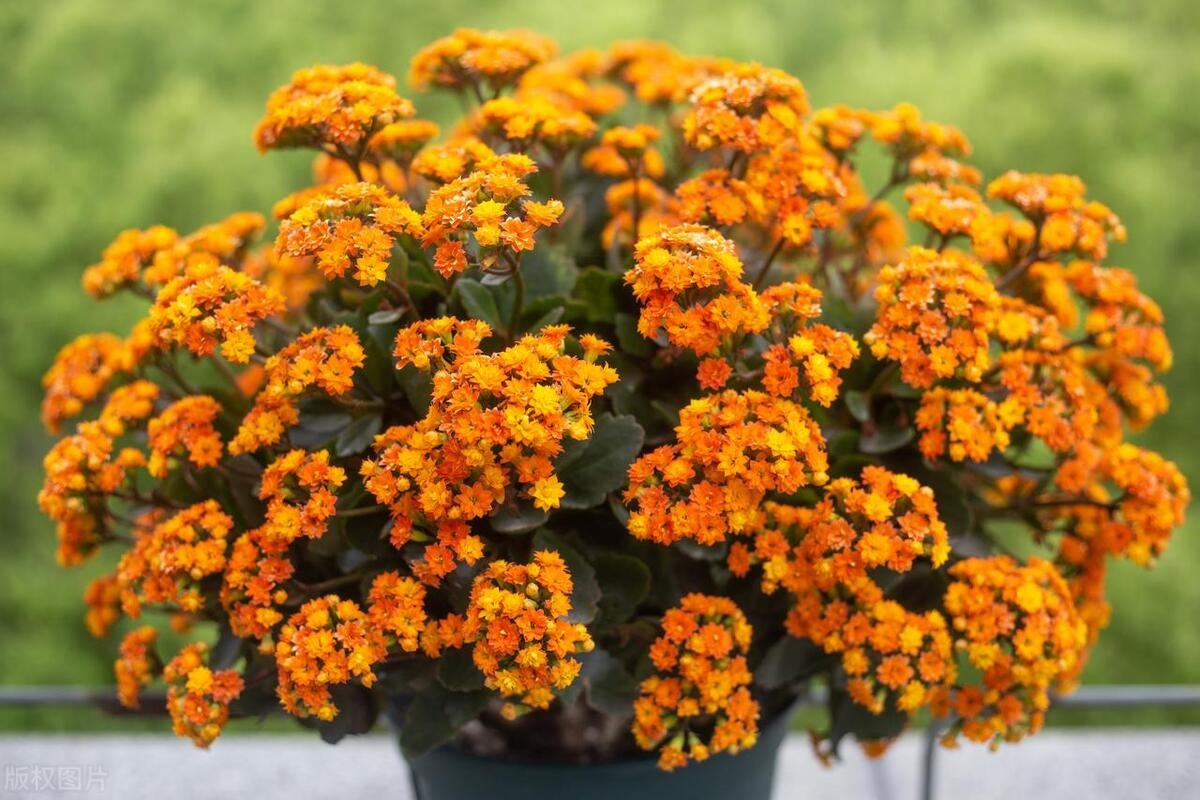 Trồng ngay 5 cây cảnh để đón hoa đẹp vào Tết Nguyên đán mở cửa đón tài lộc, may mắn trong năm mới-6