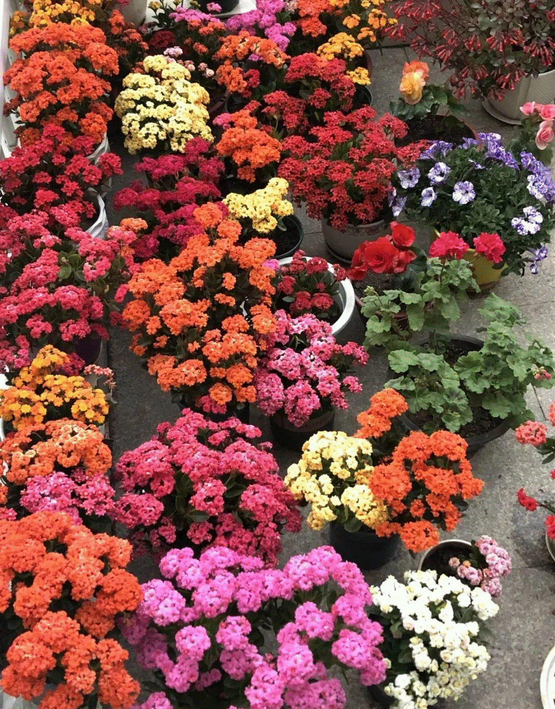 Trồng ngay 5 cây cảnh để đón hoa đẹp vào Tết Nguyên đán mở cửa đón tài lộc, may mắn trong năm mới-7