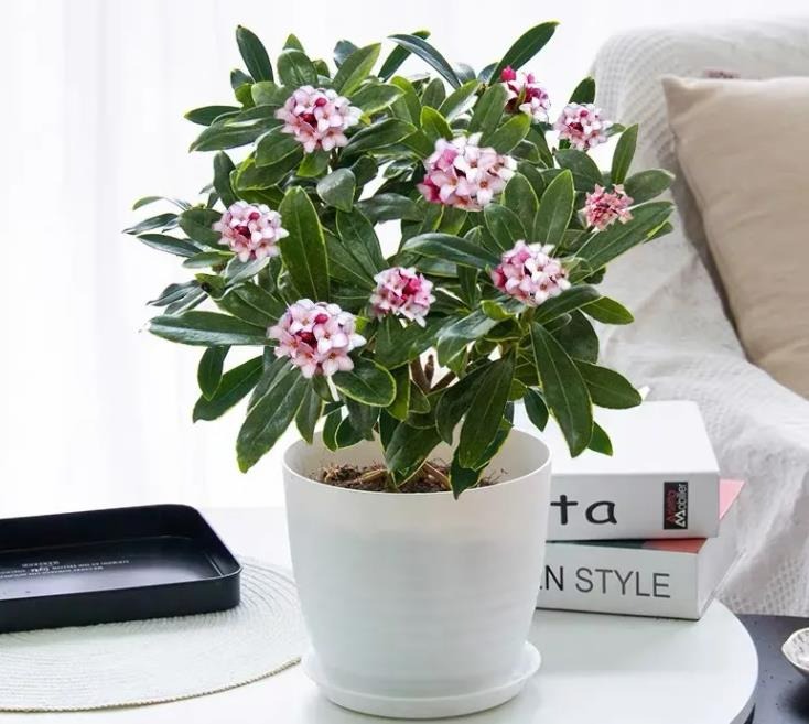 Trồng ngay 5 cây cảnh để đón hoa đẹp vào Tết Nguyên đán mở cửa đón tài lộc, may mắn trong năm mới-9