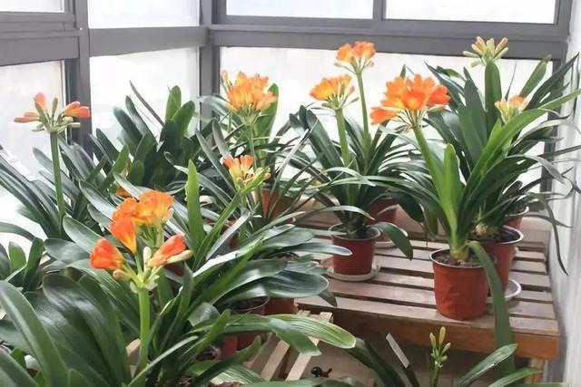 Trồng ngay 5 cây cảnh để đón hoa đẹp vào Tết Nguyên đán mở cửa đón tài lộc, may mắn trong năm mới-17