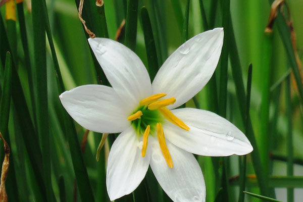 Tử vi ngày 1/11/2023: Tuổi Ngọ tài chính thăng hoa, tuổi Tuất bài học đáng giá-4