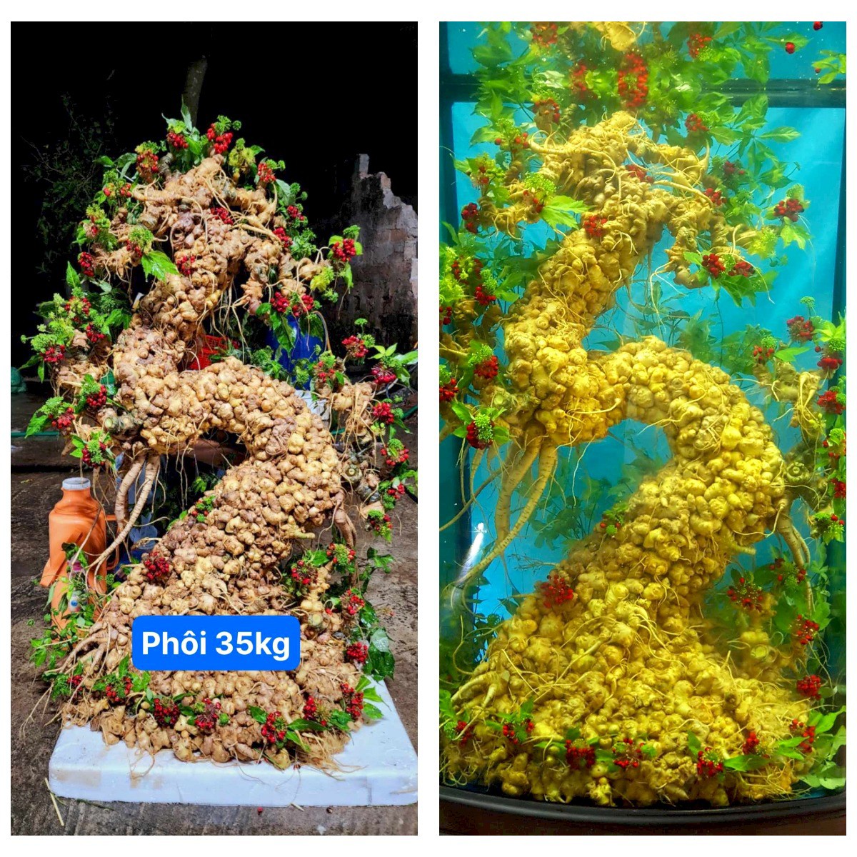 Lấy củ sâm làm mô hình cây, người phụ nữ rao bán cả trăm triệu đồng-1