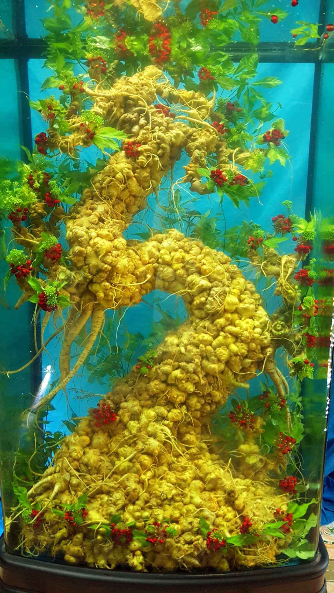 Lấy củ sâm làm mô hình cây, người phụ nữ rao bán cả trăm triệu đồng-2