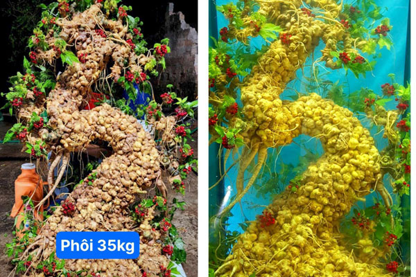 Việt Nam có loại lá quý hiếm, đắt đỏ, giá bán cả trăm triệu đồng/kg-3