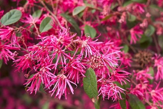 Tử vi ngày 1/11/2023: Tuổi Ngọ tài chính thăng hoa, tuổi Tuất bài học đáng giá