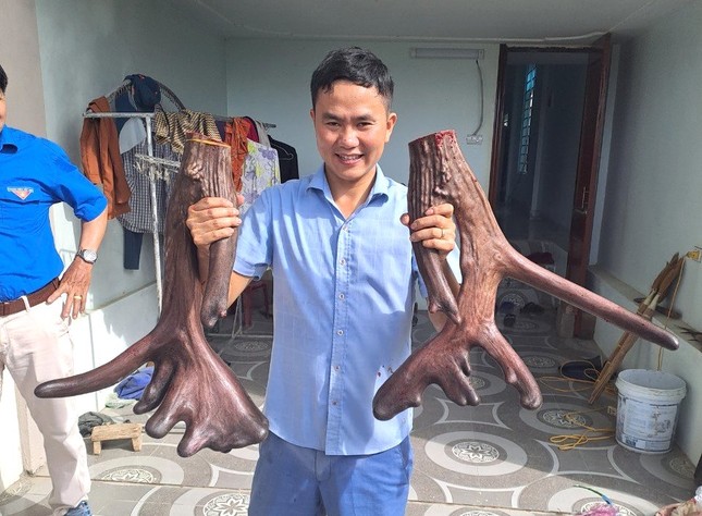 Cặp nai có bộ nhung khủng được bán hơn 700 triệu đồng-5