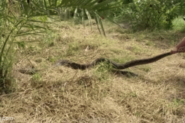 Clip: Bất ngờ phát hiện trăn khổng lồ dài gần 5 m trong vườn nhà