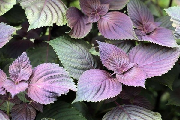 Uống nước lá tía tô có thể giải quyết được 6 vấn đề-2