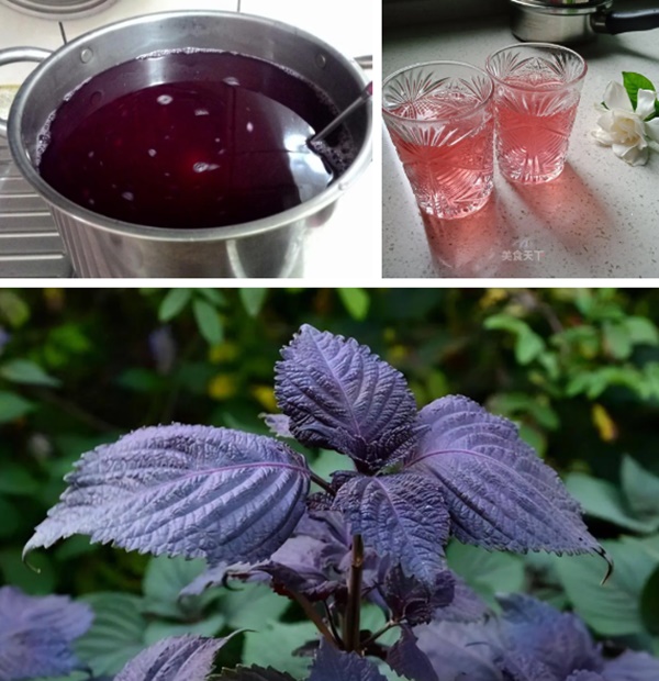 Uống nước lá tía tô có thể giải quyết được 6 vấn đề-3