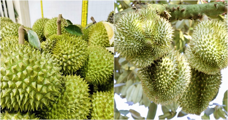 Sầu riêng nghịch vụ giá 125.000 đồng/kg vẫn không có để bán-1