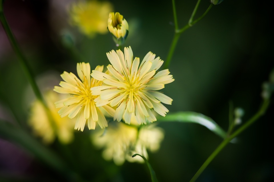 Chuyển mình rực rỡ: 3 con giáp cuối tháng 9 Âm lịch trở thành người dẫn đầu, của nả tiêu không hết-2