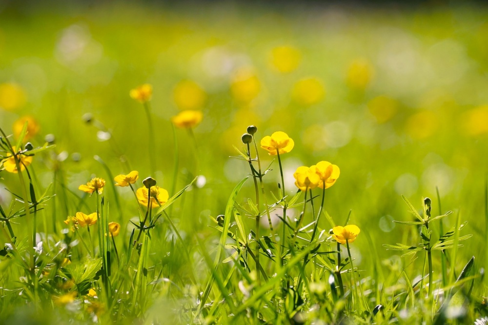 Chuyển mình rực rỡ: 3 con giáp cuối tháng 9 Âm lịch trở thành người dẫn đầu, của nả tiêu không hết-3