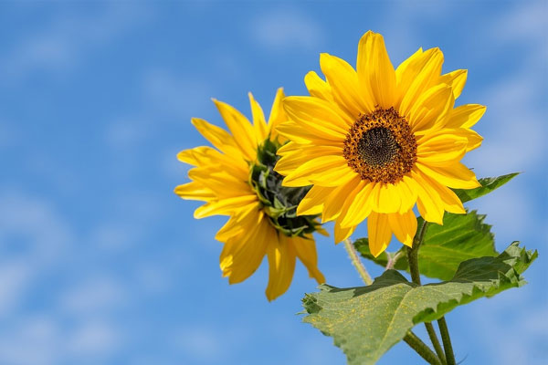 Tử vi ngày 2/11/2023: Tuổi Tỵ xác lập vị thế, tuổi Hợi làm ăn suôn sẻ-4