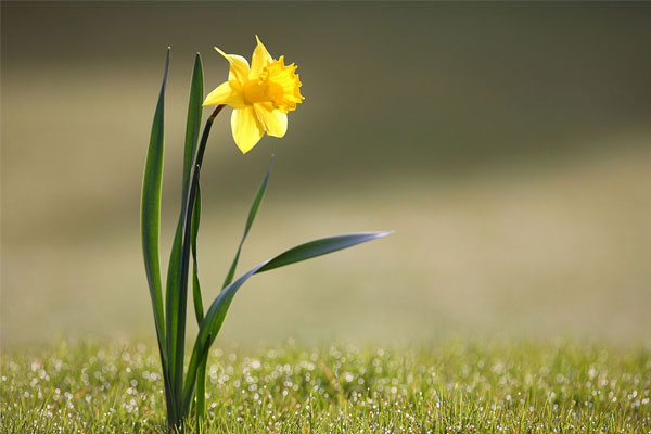 4 tuổi này vì cố chấp mà lỡ nhiều cơ hội tốt nhưng được hưởng phúc ấm trời cho, tài lộc vẫn dồi dào đáng ghen tị-5