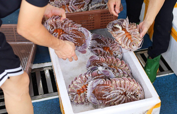 Loại hải sản nhà giàu”, ngon hơn tôm hùm có giá rẻ bất ngờ-2
