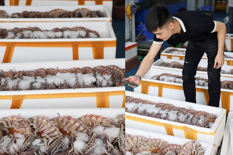 Loại hải sản nhà giàu”, ngon hơn tôm hùm có giá rẻ bất ngờ-3