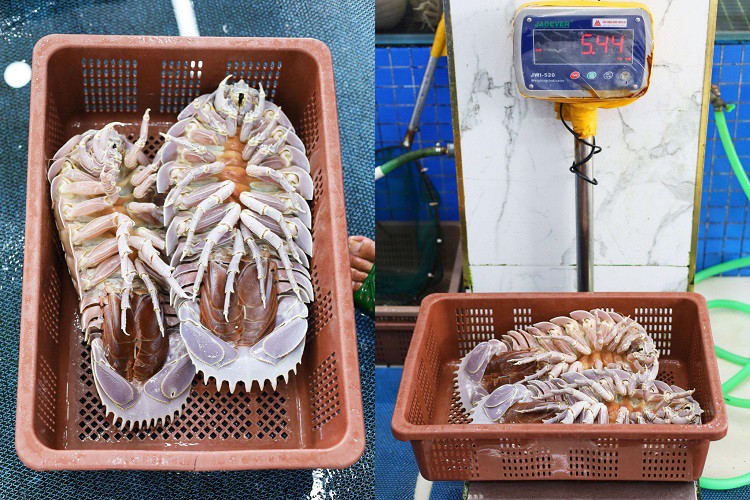 Loại hải sản nhà giàu”, ngon hơn tôm hùm có giá rẻ bất ngờ-5