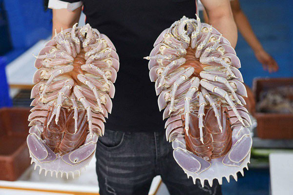 Loại hải sản nhà giàu giá rẻ bất ngờ, tôm hùm bông rớt giá mạnh vẫn ế-2