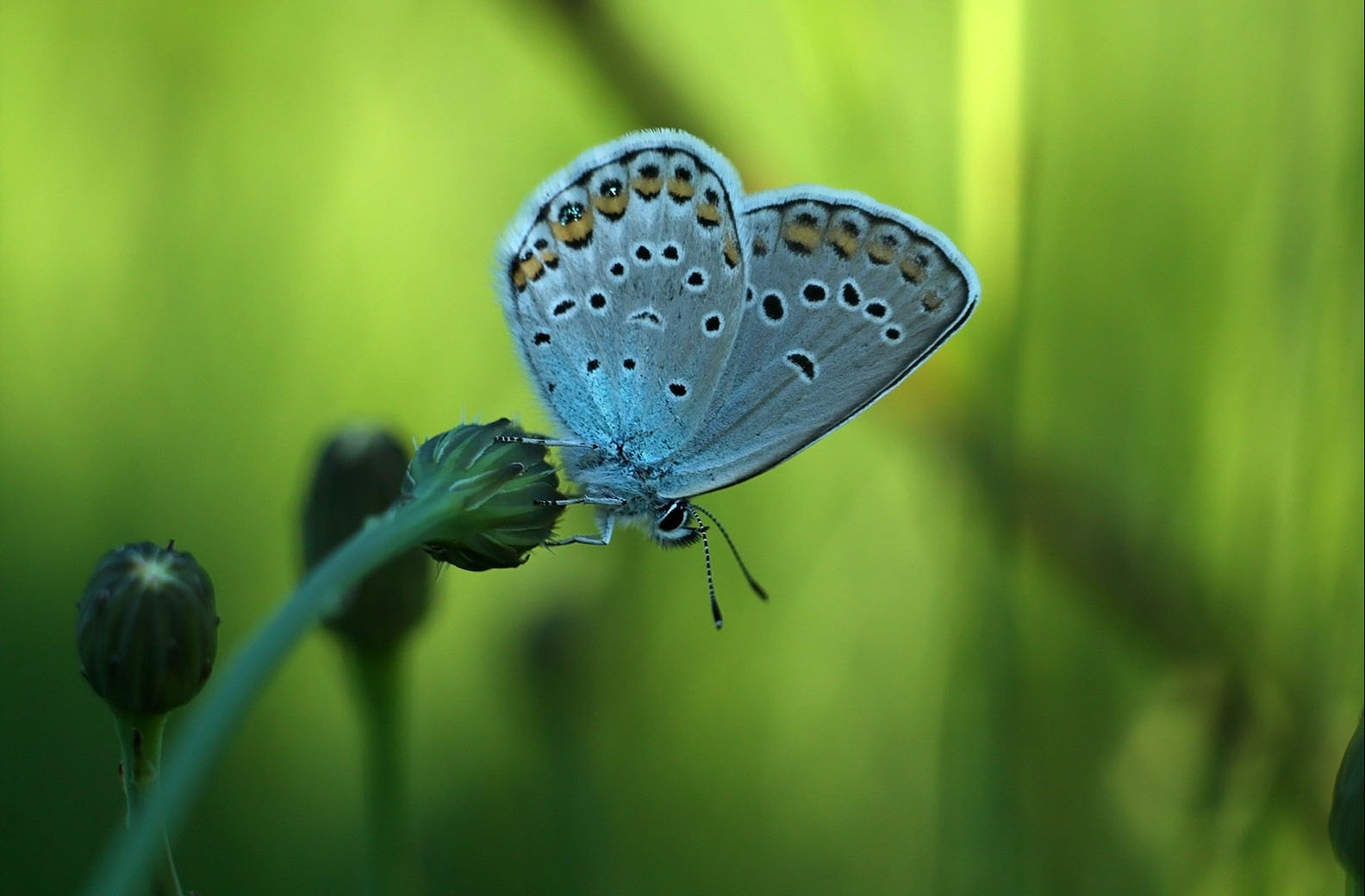 Quý cô sinh tháng Âm lịch này tính tình mạnh mẽ, biết quản lý gia đình, xây dựng tương lai hạnh phúc-1