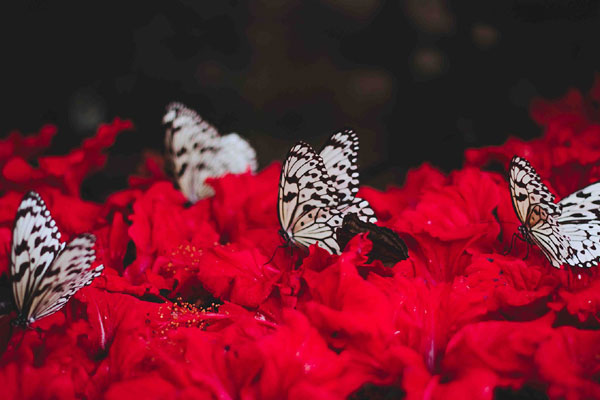 Ở hiền gặp lành: 4 con giáp không phải nghèo lâu, cuối năm vận may ghé thăm, tài lộc khấm khá-5