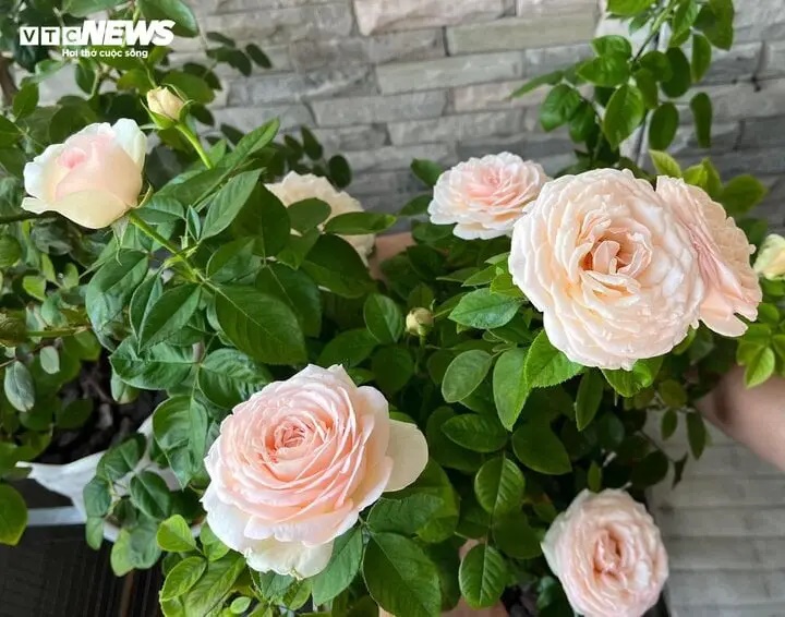 Có nên trồng hoa hồng trước nhà?-2