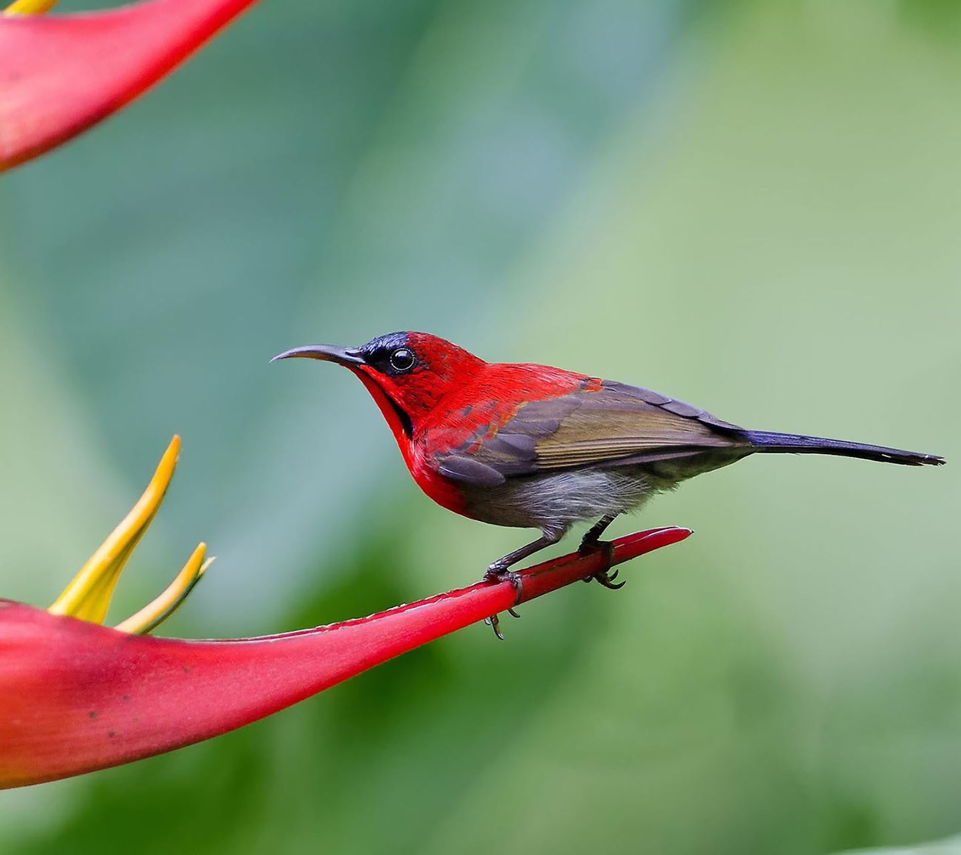 Ở hiền gặp lành: 4 con giáp không phải nghèo lâu, cuối năm vận may ghé thăm, tài lộc khấm khá-4
