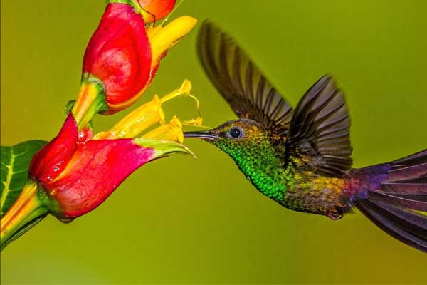 Tử vi ngày 3/11/2023 của 12 cung hoàng đạo: Cự Giải nhạy cảm, Ma Kết nên từ tốn-4