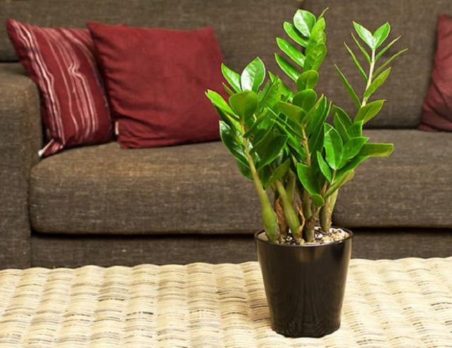 Cây kim tiền rất thích những loại nước này, 2 tuần tưới 1 lần cây tươi tốt ra nhiều trồi hút nhiều tài lộc-1